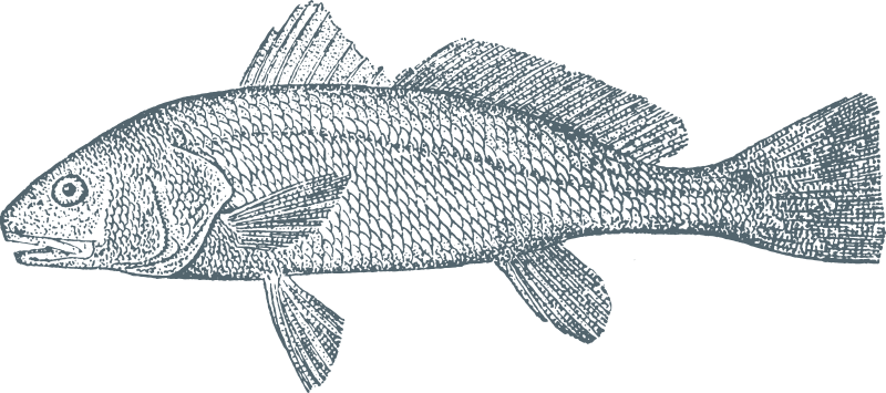 Penny's Hill Beach Club iconography - fish