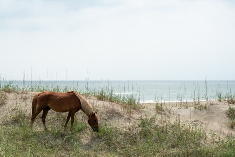 Wild horse on corolla beach